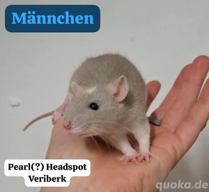 Junge Farbratten (Zwerg, Standard und Dumbo) abzugeben! Warteliste möglich!