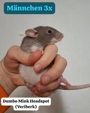 Junge Farbratten (Zwerg, Standard und Dumbo) abzugeben! Warteliste möglich! Bild 2