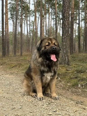 kaukasischer Schäferhund