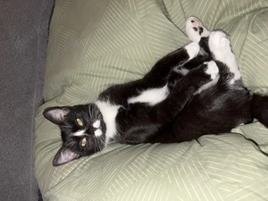 Aufgeweckte, verschmuste Katze in liebevolle Hände abzugeben