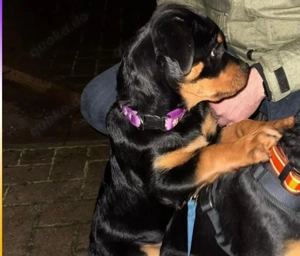 12 Wochen alte Rottweilerhündin 