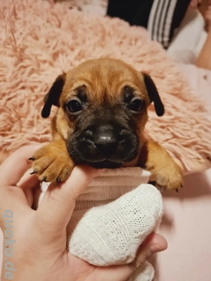 Französischen Bulldoggen Mischlinge 