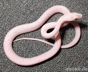 1.1 Palmetto het Anery, Bloodred, Amel 66% Hypo, Stripe, Masque, Pewter, Sunkissed