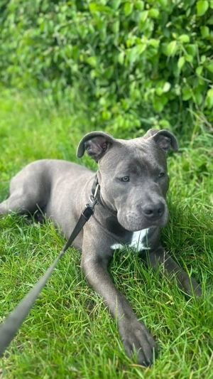 American Staffordshire Terrier