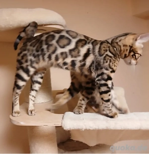 Reinrassiges Bengal Mädchen