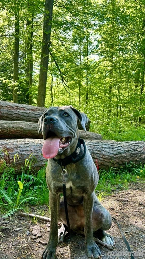 schönes cane corso Mädchen