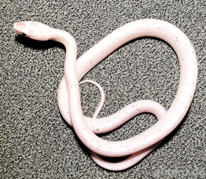 1.0 Palmetto het Anery, Bloodred, Amel 50% Hypo, Stripe, Charcoal