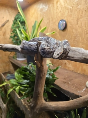 4 Kornnattern Abzugeben