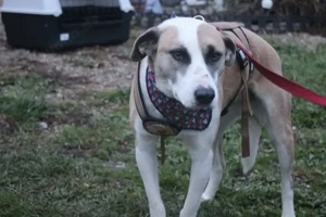 Fröhliche junge Betsy sucht Zuhause Bild 2