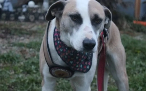 Fröhliche junge Betsy sucht Zuhause Bild 4