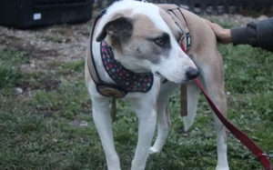 Fröhliche junge Betsy sucht Zuhause Bild 3