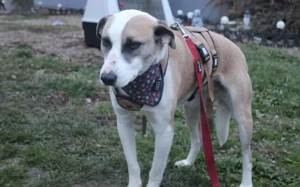 Fröhliche junge Betsy sucht Zuhause Bild 5