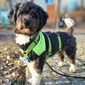 Oskar - ist aufmerksam 