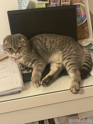 Britisch Kurzhaar Katze sucht ein liebevolles Zuhause