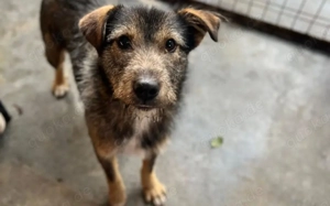 Schlappöhrchen Scott sucht Zuhause