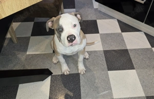 Amerikanische Bulldogge 