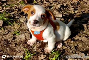 Moppelchen FIPS    unser Mini-Herzbube zum Kuscheln