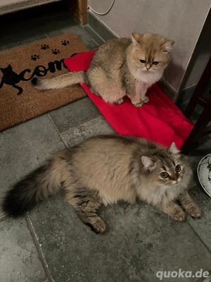 Wunderschöne reinrassige BLH Katze mit Stammbaum!