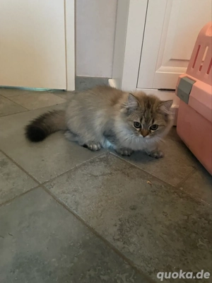 Wunderschöne reinrassige BLH Katze mit Stammbaum!