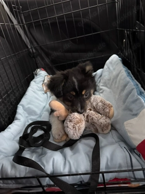 Ein süßer  Mixjunge sucht einen Platz zum wohlfühlen 