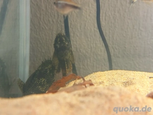 Antennenwelse Braun und Golf