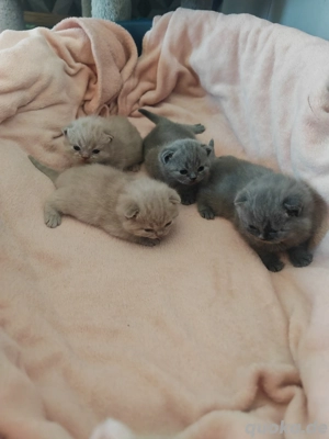 BKH BRITISCH kurzhaar Kitten 