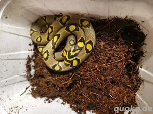 Mandarinnatter, Euprepiophis Mandarinus 