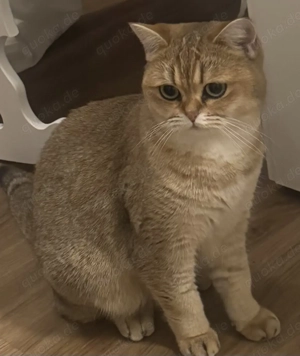 Britisch-Golden-Shaded Katze 