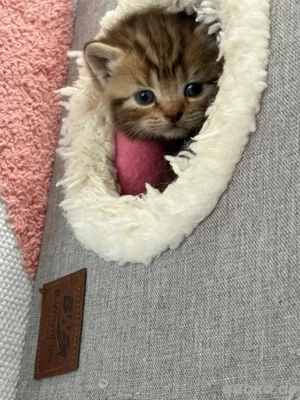 Seltene BKH Kitten