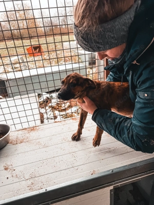 Lator, z. Zt. in Ungarn, ist ein typischer Welpe. 