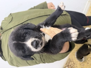 Alabai zentralasiatischer Herdenschutzhund