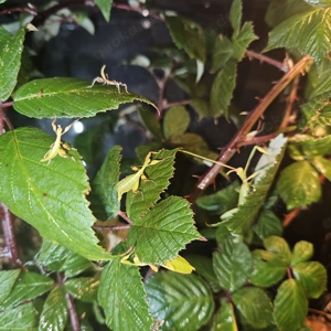 Wandelnde Blätter - Phylliidae 