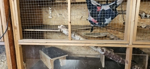 Nagerkäfig XXL auf Rollen Bild 3