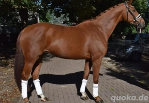 Reitbeteiligung auf jungem Dressurpferd 