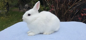 süße Farbenzwerghäsin abzugeben