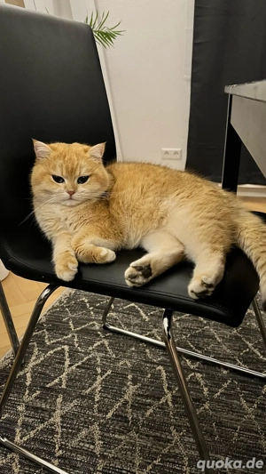 Reinrassiger BKH Kater (Champion) Black Golden Shell Schmusekater mit Stammbaum Katze Kitten