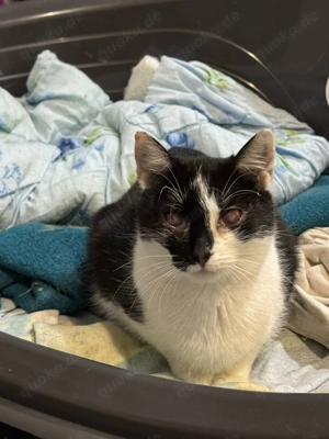 Katze Navid sucht tolles Zuhause