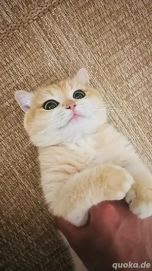 Reinrassiger BKH Kater (Champion) Black Golden Shell Schmusekater mit Stammbaum Katze Kitten