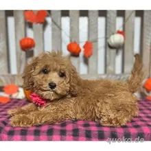 Cavapoo im roten Samt im Taschenformat - Ihr Traummädchen wartet! Zara   