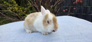 süße Zwergkaninchenbabys abzugeben