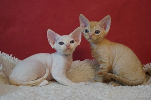 sehr liebe Devon Rex Babys mit Stammbaum. 
