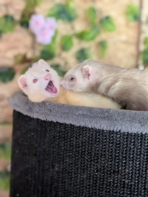 2 Frettchen (Fähen)abzugeben