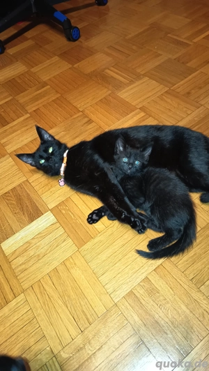 Baby Katzen ( alle reserviert )
