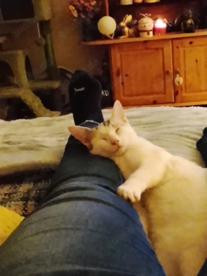 Verkaufe zuckersüßes Kittenmädchen