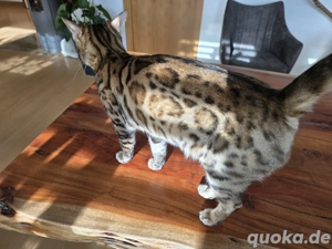 Super Schöne Bengal Katze