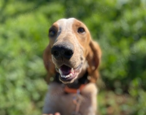 FRIXOS auf Körbchensuche