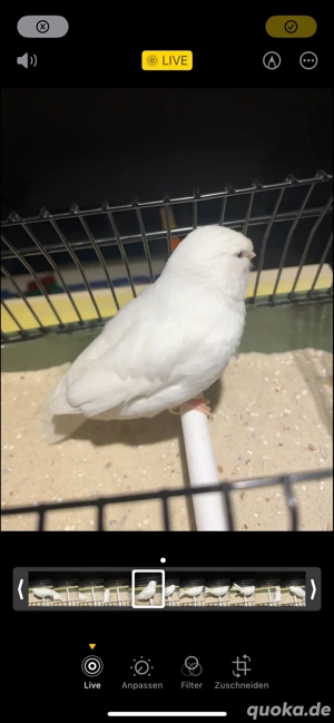 Belgischer Weißfaktor Kanarienvogel