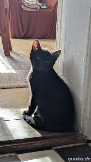 Zwei bezaubernde Kätzchen - gerne gemeinsam abzugeben