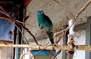 wunderschöner Ziegensittich, blau, weiblich