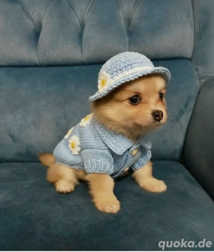 2 zwergspitze zu verkaufen 2 männliche sind die braunen und 1 weißer mädchen